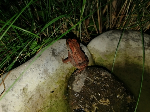 European Toad