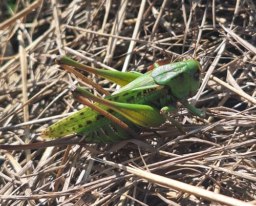 Wart-biter