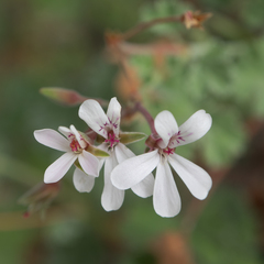 Pelargonium