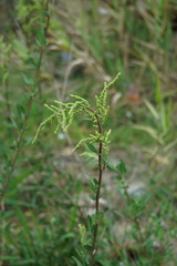 Chenopodium acuminatum virgatum