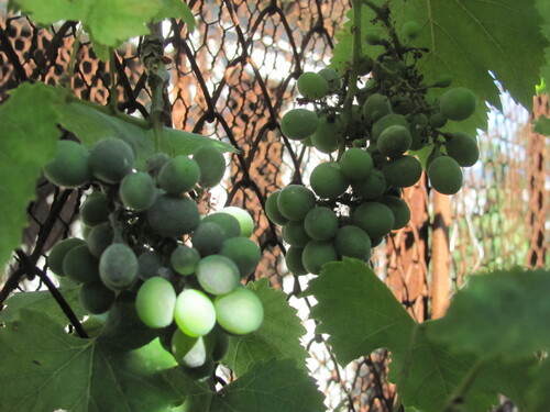 Vitis vinifera