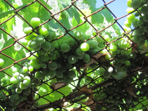 Vitis vinifera
