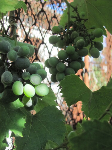 Vitis vinifera