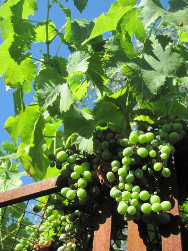 Vitis vinifera