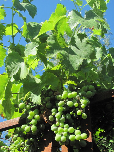 Vitis vinifera