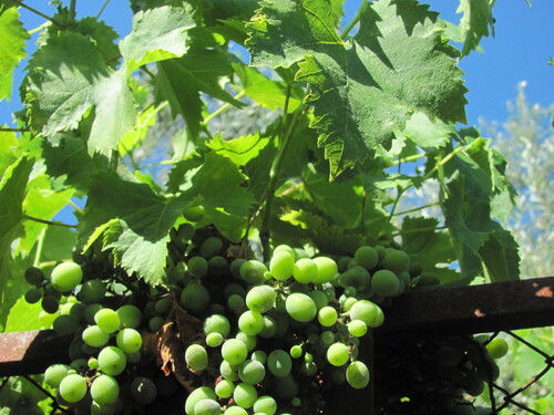 Vitis vinifera