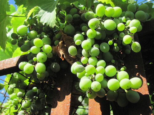 Vitis vinifera