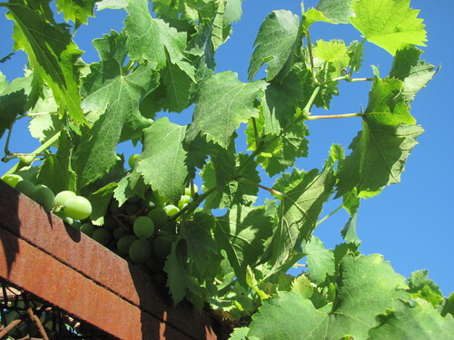 Vitis vinifera
