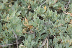 Atriplex maximowicziana