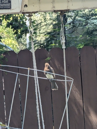 Black Phoebe