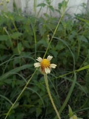 Tridax procumbens