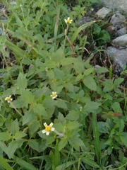 Tridax procumbens