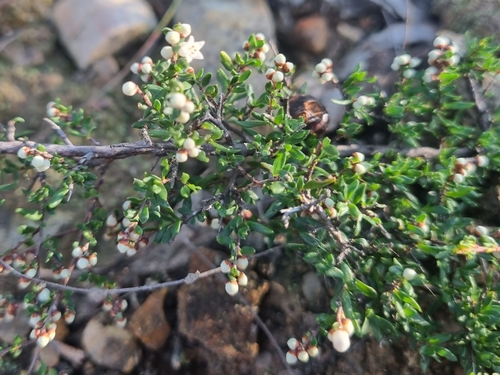Cryptandra amara, photograph 4