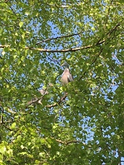 Columba palumbus