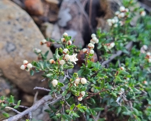 Cryptandra amara, photograph 5