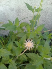 Tridax procumbens