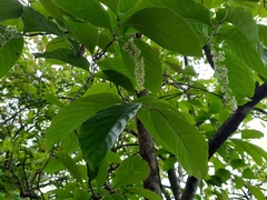 Homalium cochinchinense