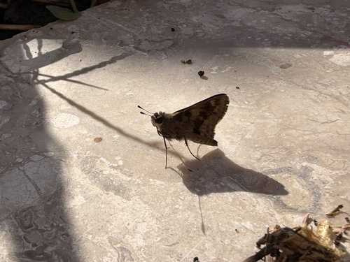 Pompeius Skipper