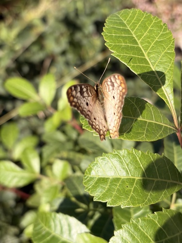 White Peacock