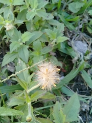 Tridax procumbens