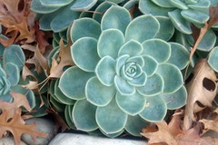 Echeveria