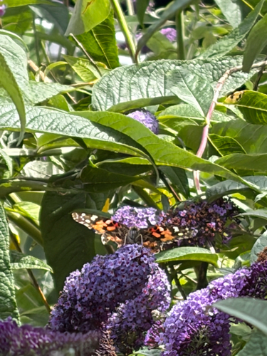 Painted Lady