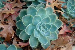 Echeveria