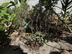 Pelargonium fragrans