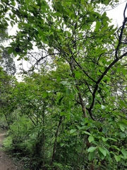 Homalium cochinchinense