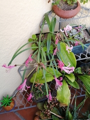 Nerine bowdenii