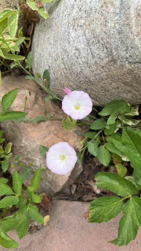 field bindweed