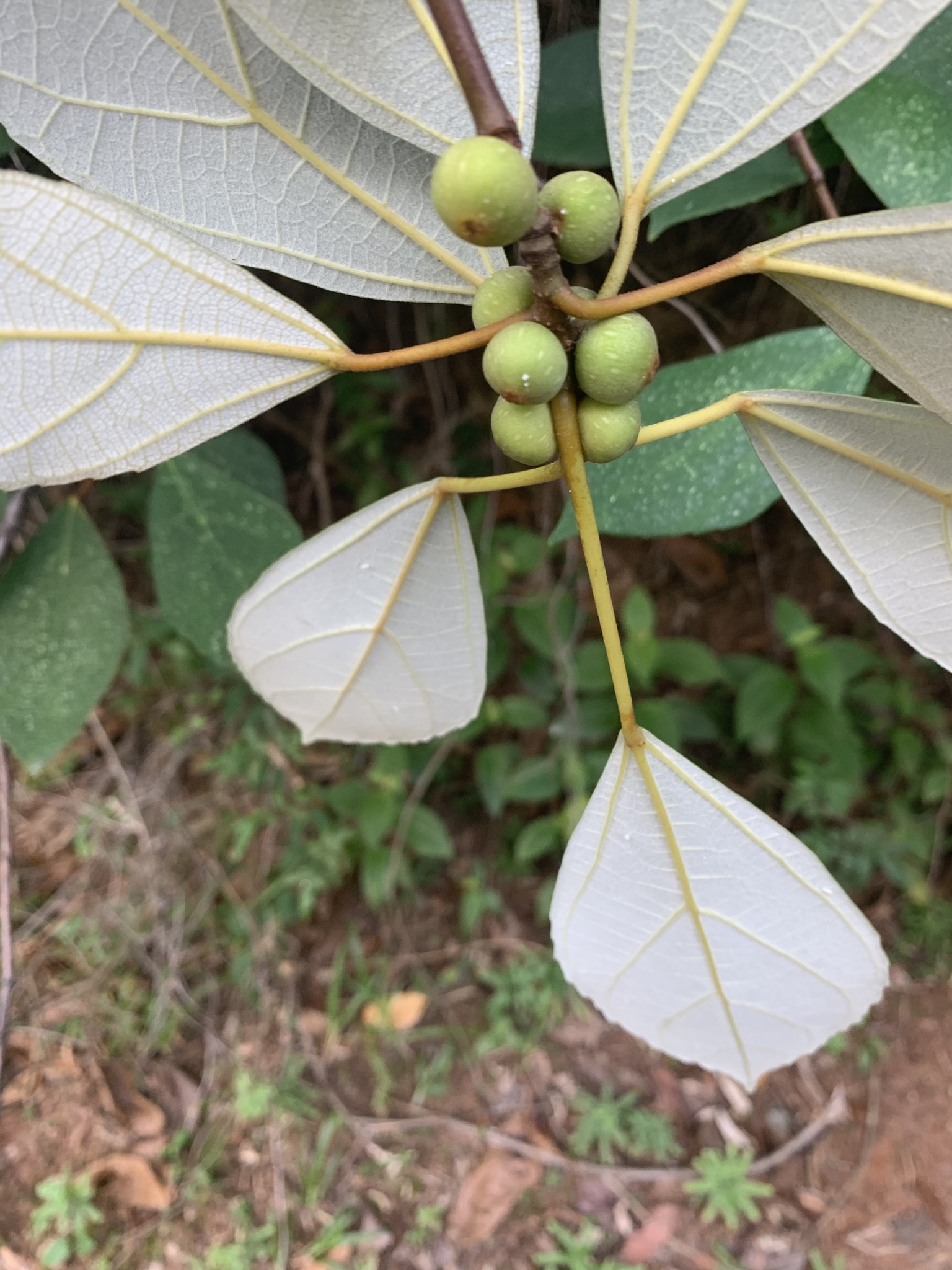 Paper Fig Shell (Ficus ficus) · iNaturalist Canada