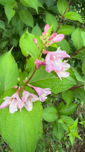 Weigela hortensis observed 2026-06-28