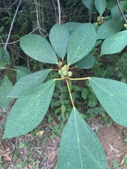 Ficus grossularioides