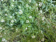 watercress