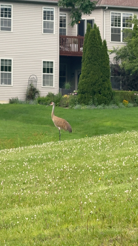 Sandhill Crane