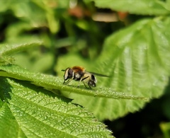 Leucozona lucorum