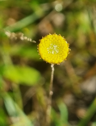 Leptorhynchos tenuifolius, photograph 1