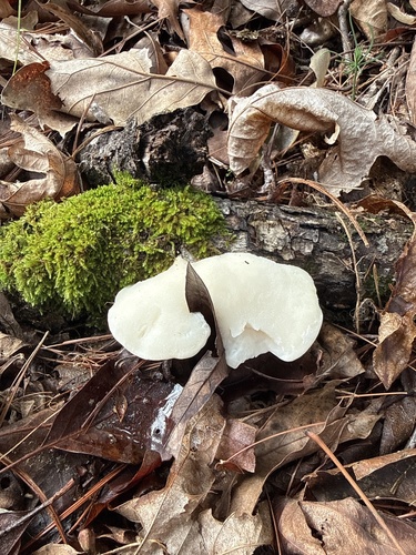 White Cheese Polypore