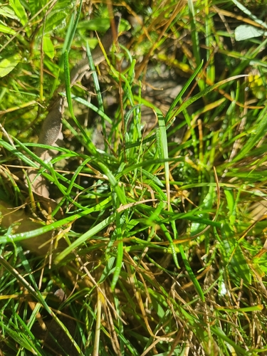 Leptorhynchos tenuifolius, photograph 2