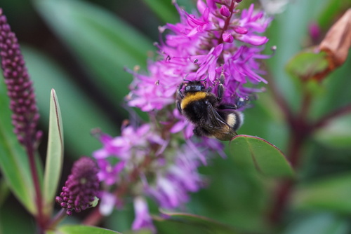 Foto von Dunkle Erdhummel