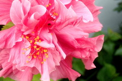 Hibiscus