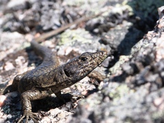 Archaeolacerta bedriagae