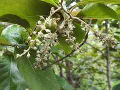 Homalium cochinchinense