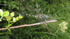 Orthetrum