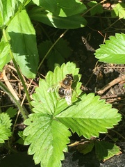 Eristalis pertinax