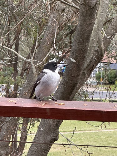 Grey Butcherbird