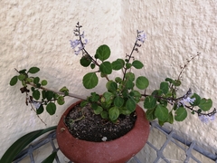 Plectranthus ernstii