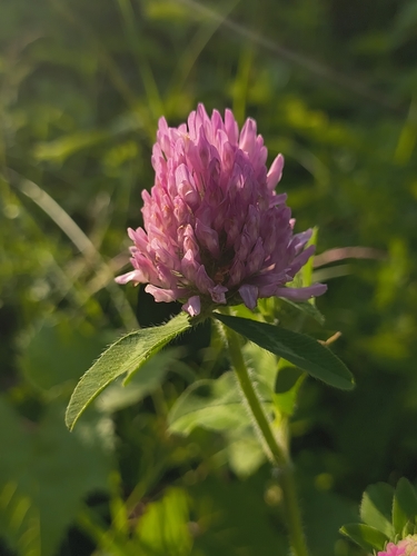 Red Clover