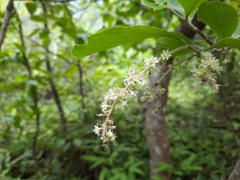 Homalium cochinchinense